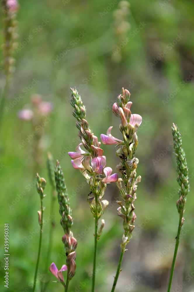 Pink flowers sainfoin growing in meadow grasses Pink flowers sainfoin growing in meadow grasses
