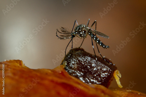 A mosquito attracted to the sweet taste of a raisin on the top of a sweet bread photo