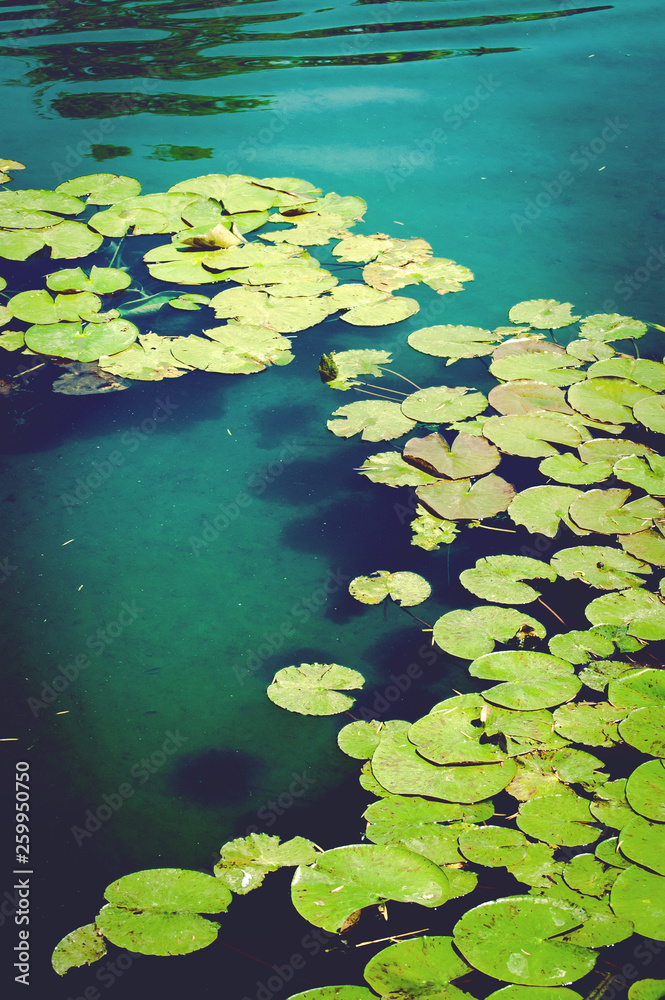water lily in pond water lily in pond