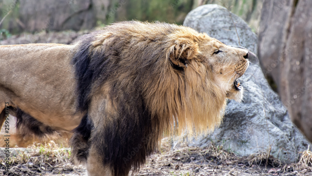 Obraz premium Lion Roaring