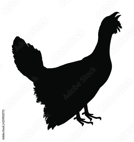 Wood grouse vector silhouette illustration. Heather cock or capercaillie wildfowl. Blackcock or heath cock. Black cock male.  Bird from forest. 