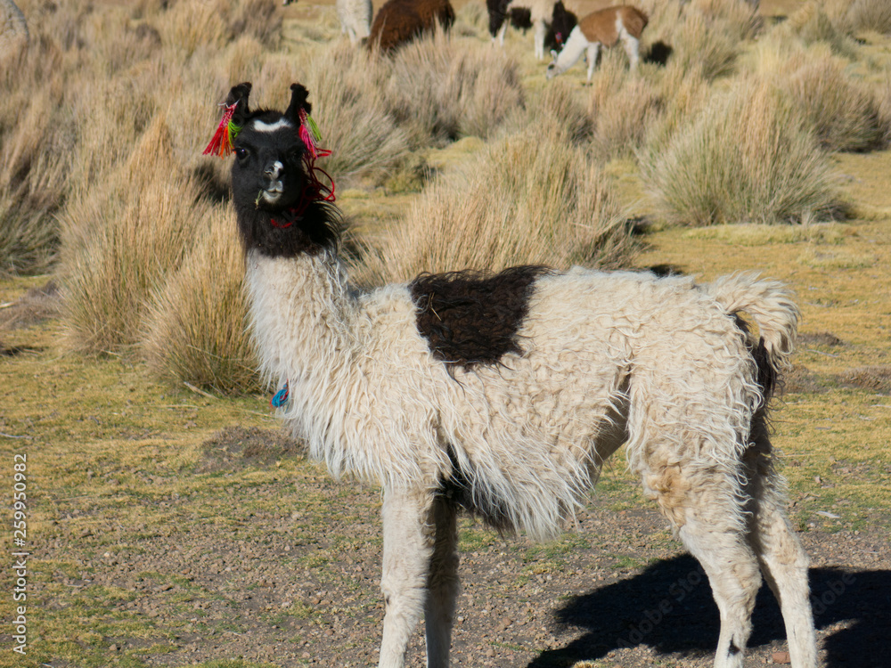 Fototapeta premium llamas graze through marshlands of the Bolivian altiplano near the Uyuni Salt Flat and Sajama, Bolivia