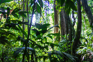 Foto auf Leinwand Schlafzimmer Amazonas-Wald im Madidi-Nationalpark, Bolivien  © Toniflap