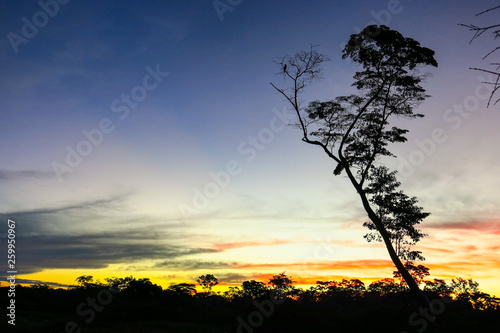 A tree in the Yacuma river. Bolivian jungle. Amazon. photo