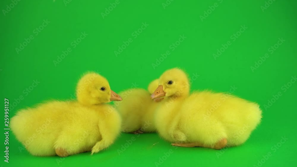 Little ducks on green screen Little ducks on green screen