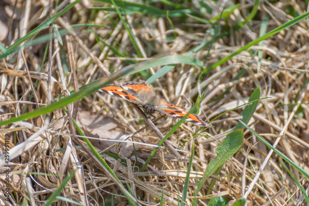 Colorful butterfly on the field in the grass Colorful butterfly on the field in the grass