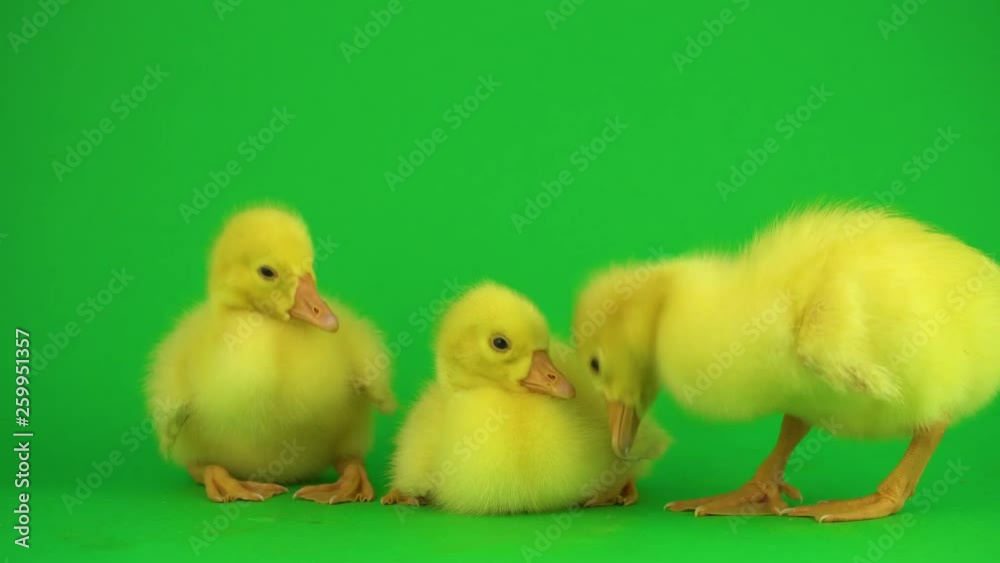 Little ducks on green screen Little ducks on green screen