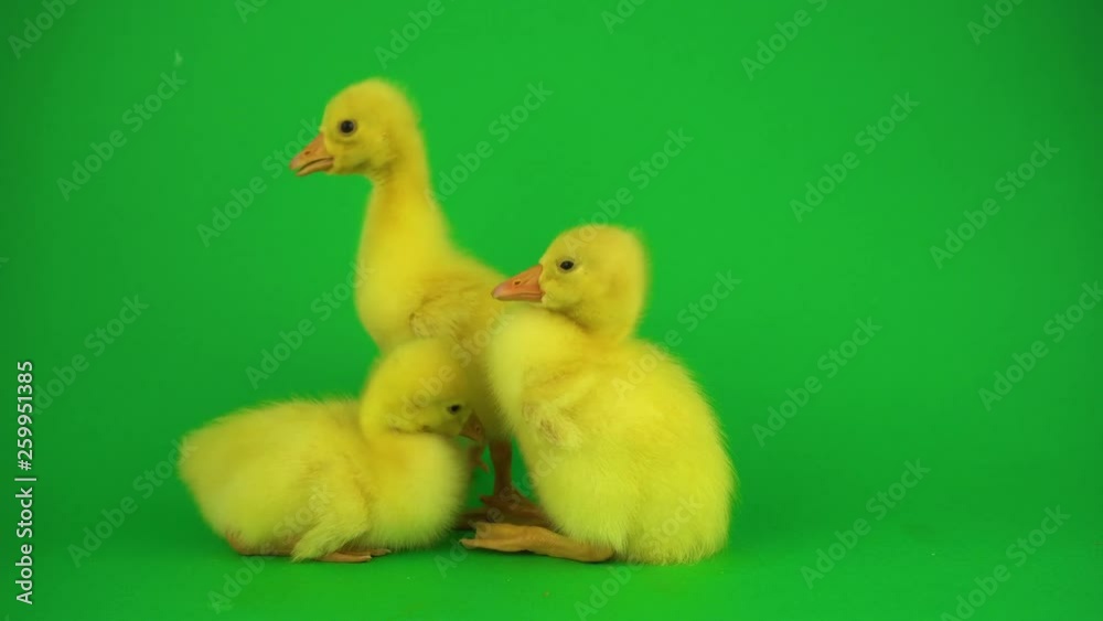 Little ducks on green screen Little ducks on green screen