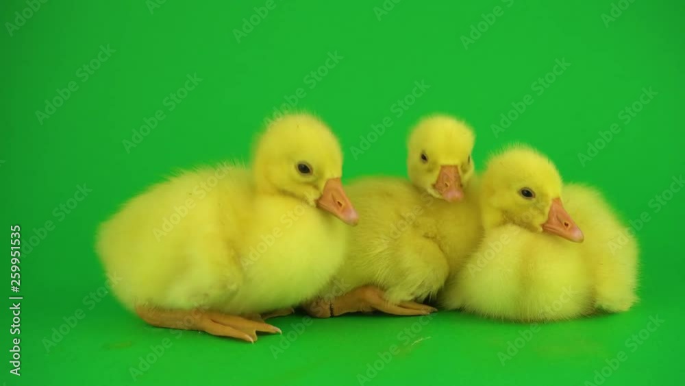 Little ducks on green screen Little ducks on green screen