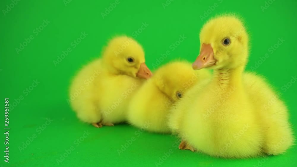 Little ducks on green screen Little ducks on green screen
