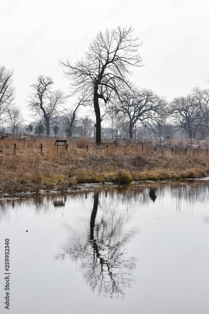 bare tree reflections in pond water bare tree reflections in pond water