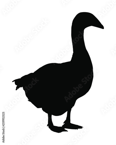Goose vector silhouette illustration isolated on white background. White goose (Anser anser domesticus) isolated on a white background. Water bird. Domestic animal.