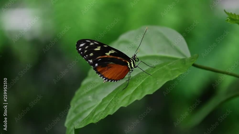 A beautiful butterfly sits on the green leaves of a tree branch. Butterfly wings wings on a green background. Close-up A beautiful butterfly sits on the green leaves of a tree branch. Butterfly wings wings on a green background. Close-up