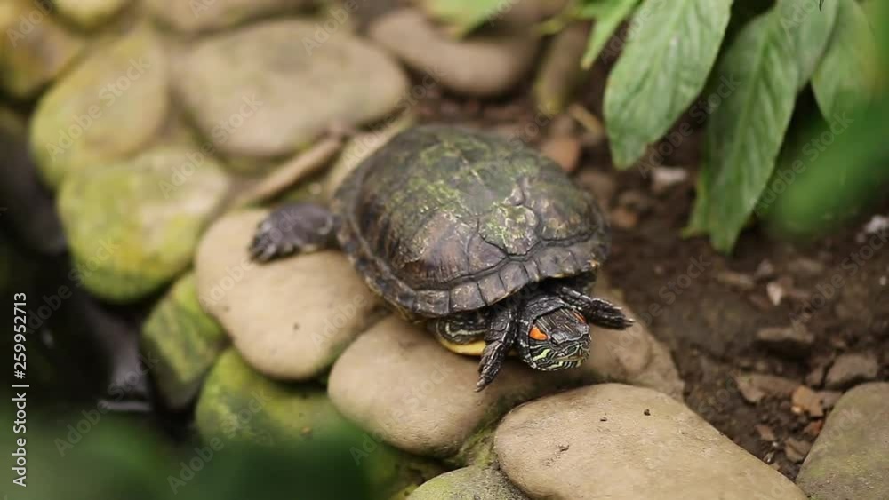 Beautiful turtle on the rocks Beautiful turtle on the rocks