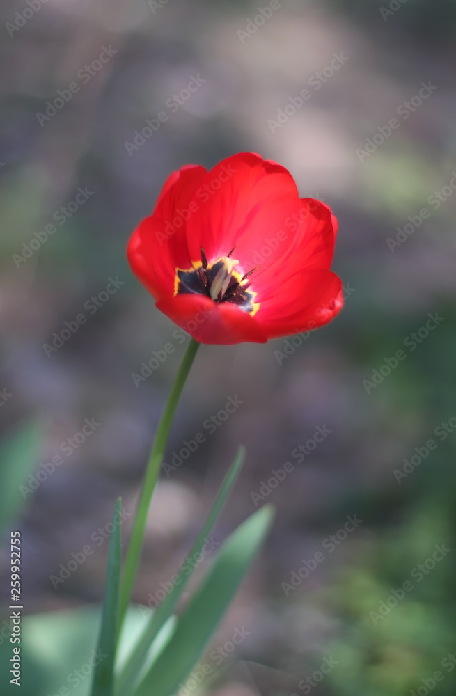 Fototapeta premium Tulip flower