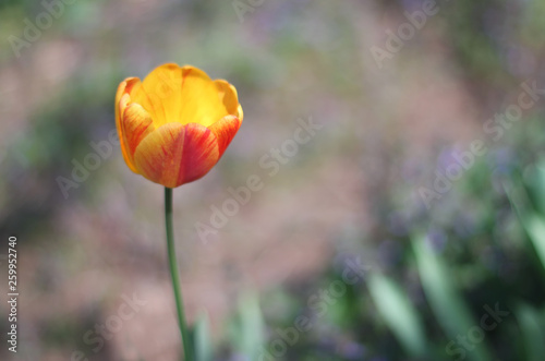 Tulip flower