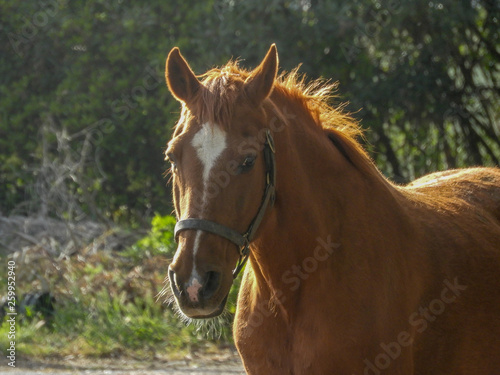 cheval marron © Bernard