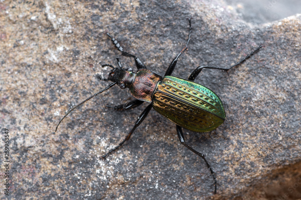 ground beetle - carabus granulatus ground beetle - carabus granulatus