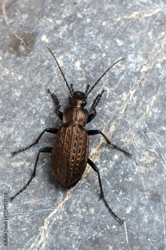 ground beetle - carabus granulatus