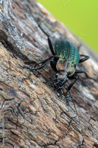 ground beetle - carabus granulatus © Marek R. Swadzba