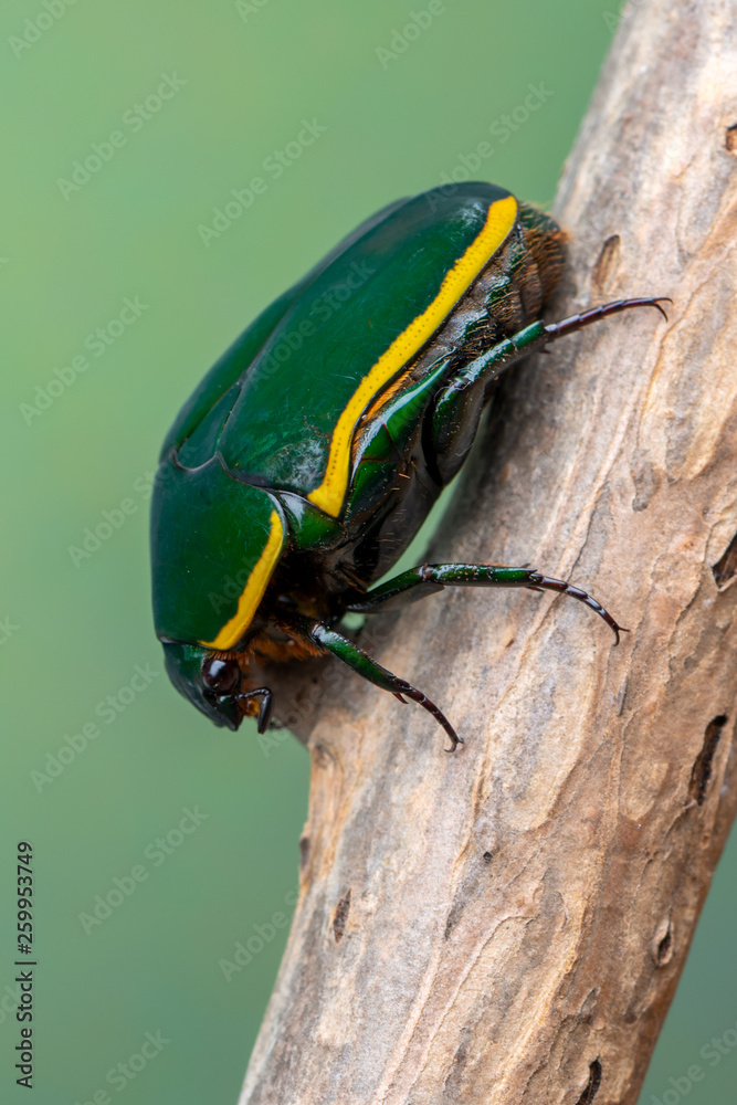 rose chafer beetle - Pachnoda prasina rose chafer beetle - Pachnoda prasina