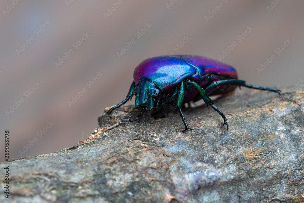 rose chafer beetle - Chlorocala africana oertzeni rose chafer beetle - Chlorocala africana oertzeni