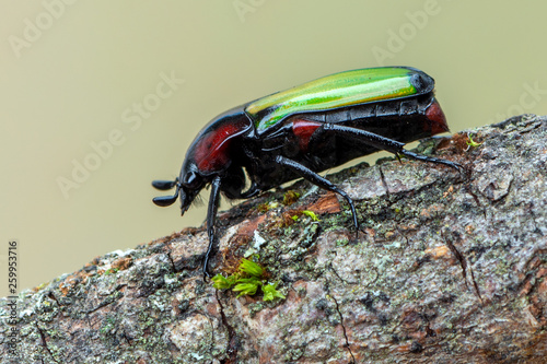 rose chafer beetle - Chlorocala conjux photo