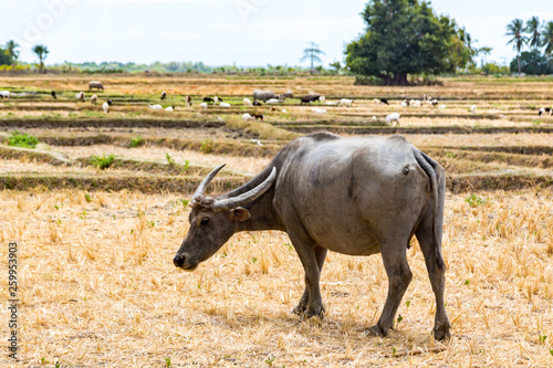 Animal stock in Southeast Asia. Zebu, buffalo or cow. Cattle on a field. Village life in rural East Timor - Timor-Leste, near Baucau, Vemasse, Caicua photo