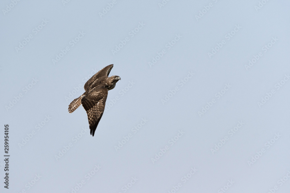Swainson's Hawk in flight against blue sky Swainson's Hawk in flight against blue sky