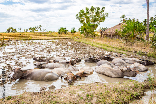 Animal stock in Southeast Asia. Herd of cattle, zebu, buffaloes or cows in a field swims in a dirt, mud, hight water. Village in rural East Timor - Timor-Leste, near Baucau, Vemasse, Caicua photo