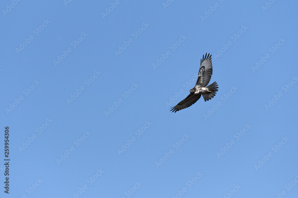 Swainson's Hawk in flight against blue sky Swainson's Hawk in flight against blue sky