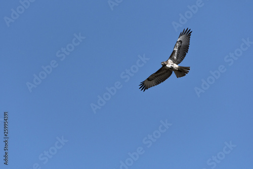 Swainson's Hawk in flight against blue sky