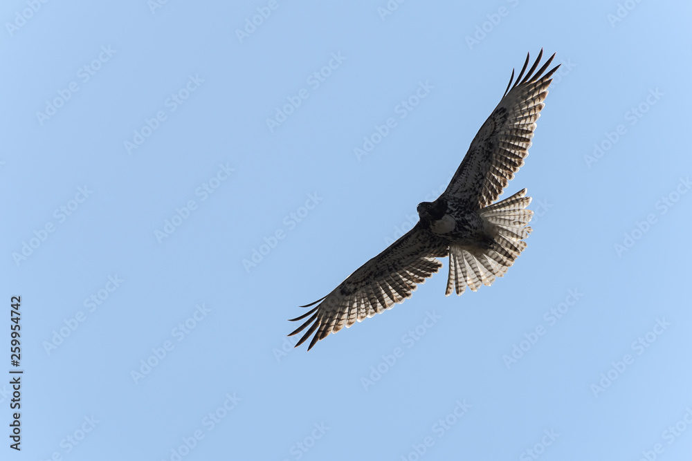 Swainson's Hawk in flight against blue sky Swainson's Hawk in flight against blue sky