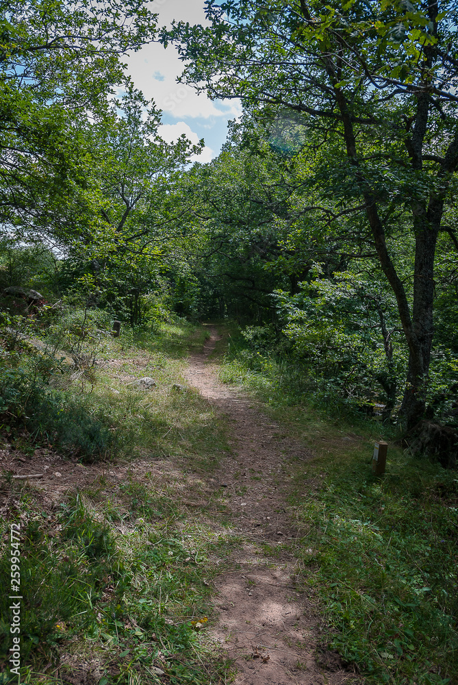 Spain. Footpath of the mountain of Palencia. Palencia Spain. Footpath of the mountain of Palencia. Palencia