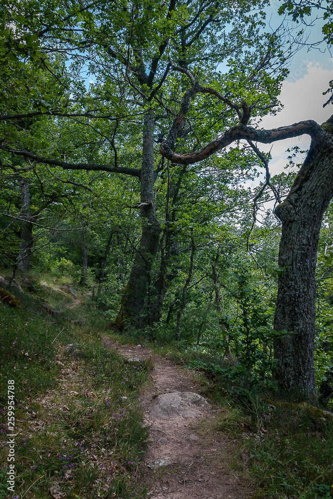 Spain.  Trees of the mountain of Palencia. Palencia