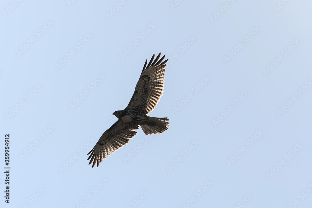 Swainson's Hawk in flight against blue sky