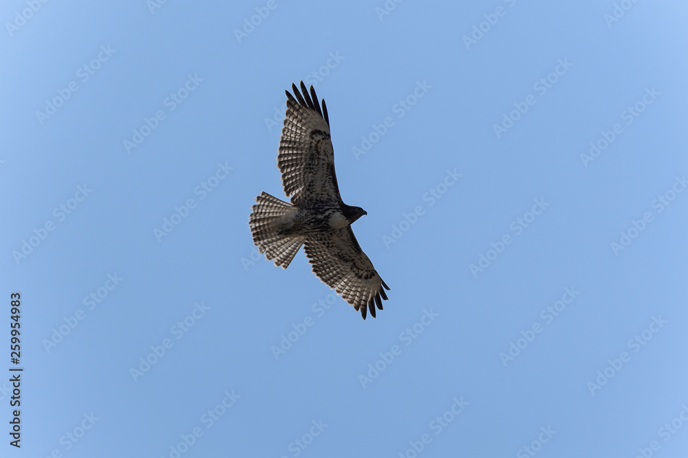 Swainson's Hawk in flight against blue sky Swainson's Hawk in flight against blue sky