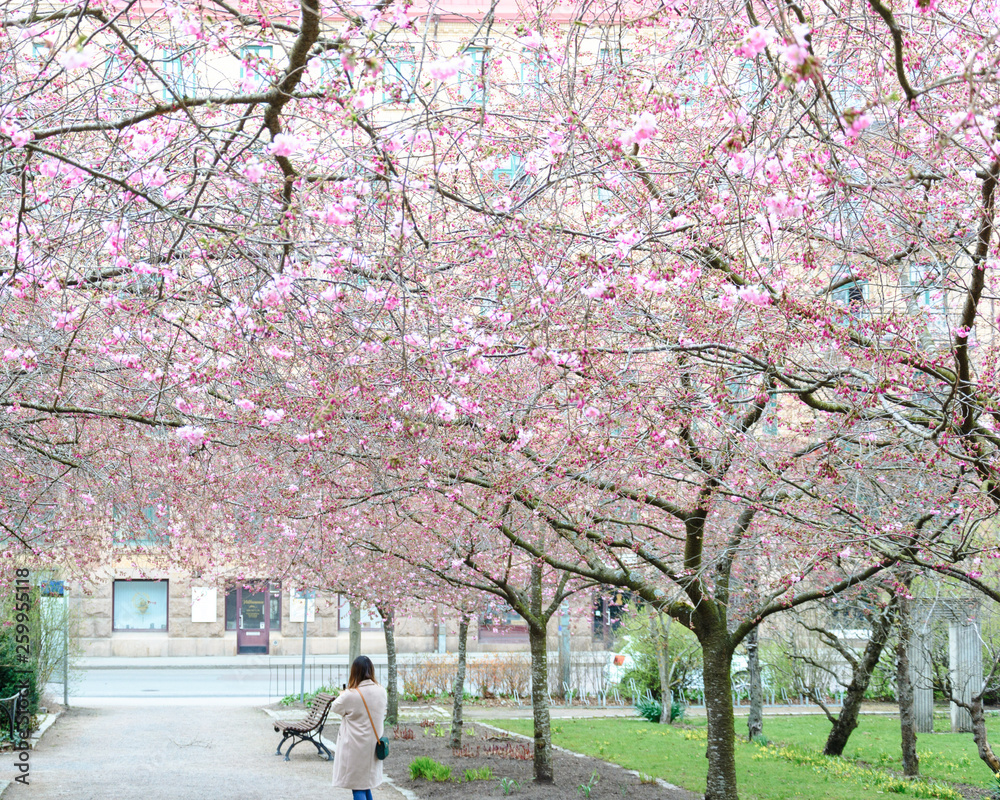 Young female turist taking selfie under cherry blossom tree Young female turist taking selfie under cherry blossom tree