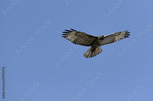 Swainson's Hawk in flight against blue sky