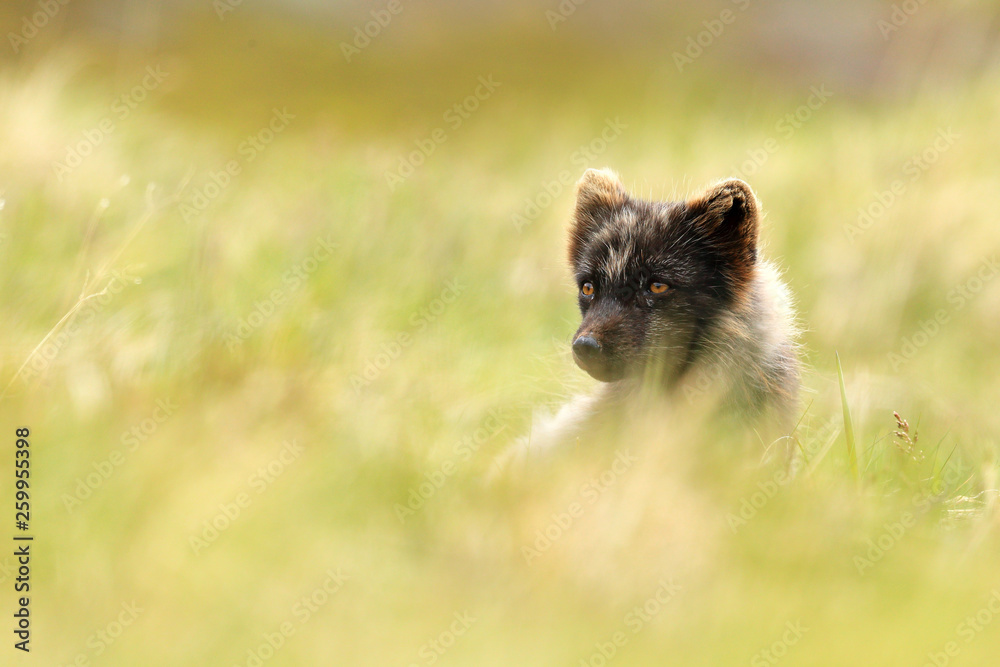 Obraz premium Arctic Fox