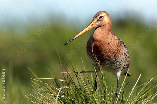 Black tailed godwit