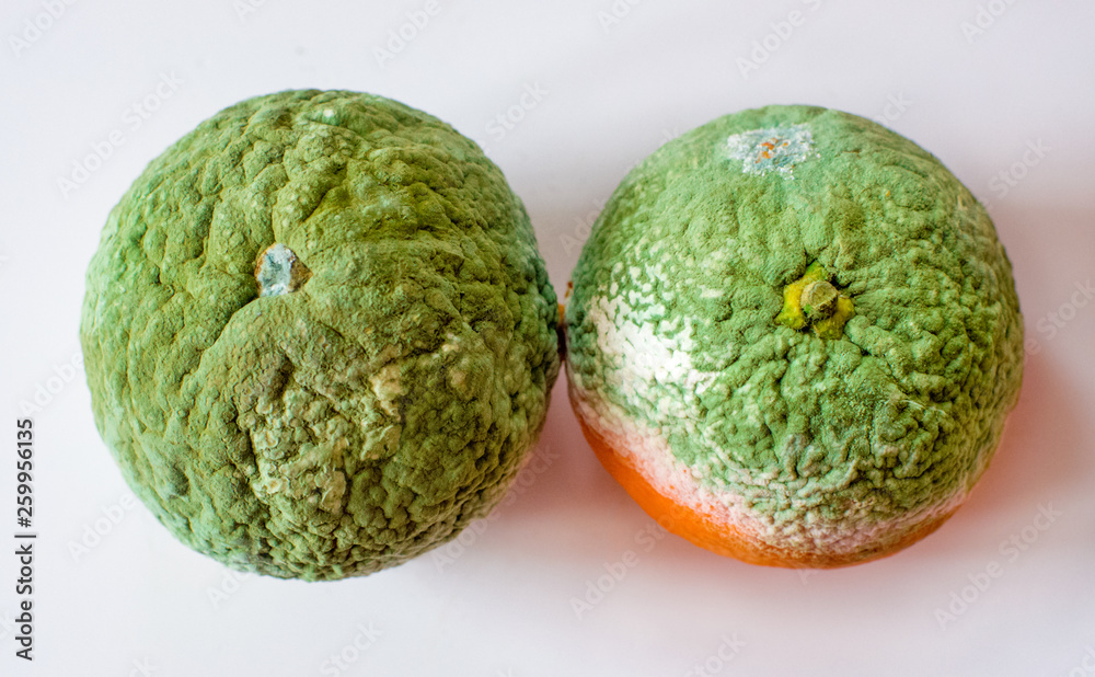 Rotten tangerines. Two spoiled mandarins with green mold and fungus. Moldy fruits. Isolated on white background. Rotten tangerines. Two spoiled mandarins with green mold and fungus. Moldy fruits. Isolated on white background.
