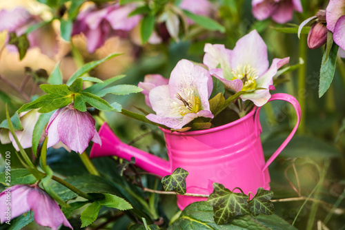 Helleborus flowers in a pink watering can