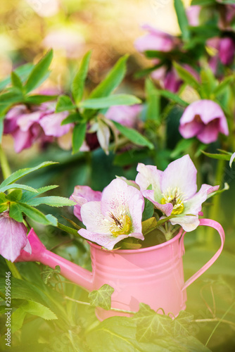 Helleborus flowers in a pink watering can