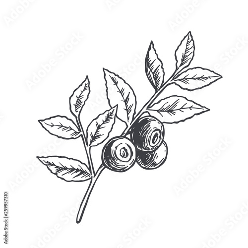 Vector hand drawn botanical illustration of blueberry branch isolated on white. Sketch of summer forest berries in engraving style