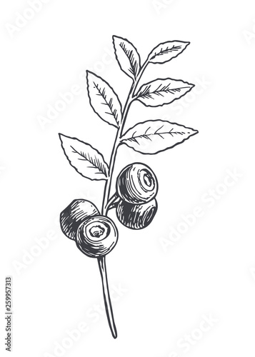 Vector hand drawn botanical illustration of blueberry branch isolated on white. Sketch of summer forest berries in engraving style