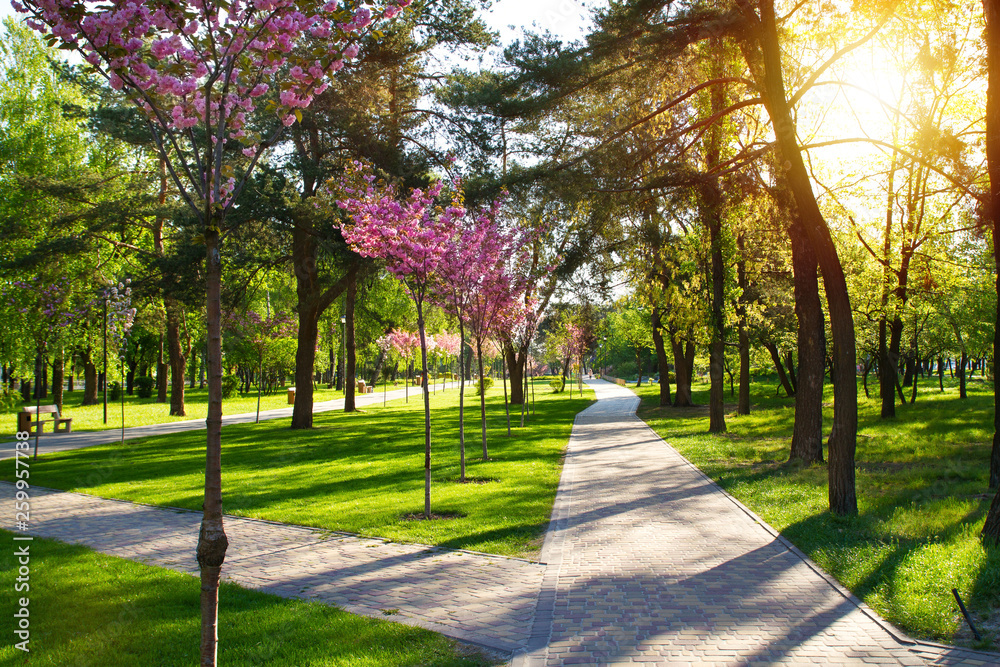 Obraz premium Beautiful morning spring park landscape with cherry blooming trees. Springtime