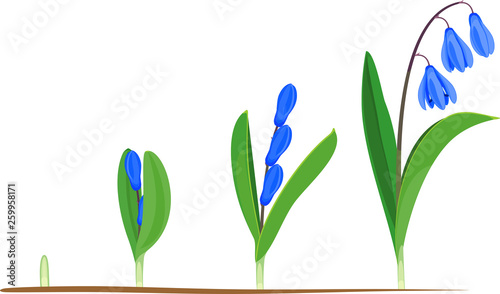 Life cycle of Siberian squill or Scilla siberica. Stages of growth from green sprout to flowering plant with green leaves and blue flowers