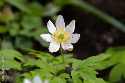 wood anemone