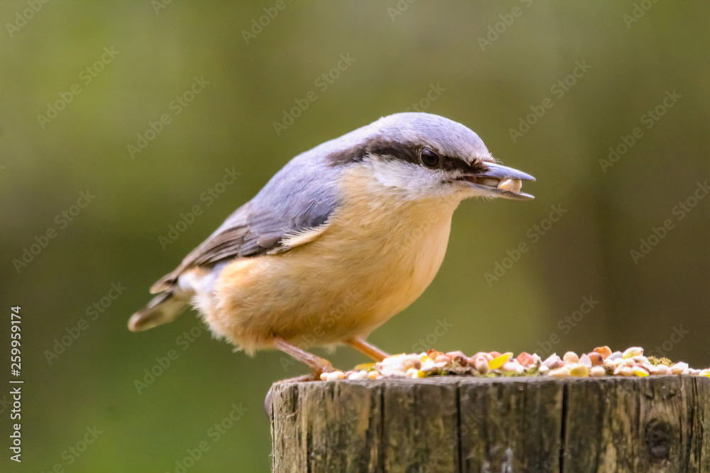 Fototapeta premium nuthatch